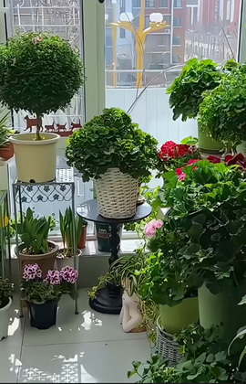 木子kigo马年好运的图片