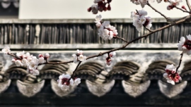 玖❤儿加油主播照片