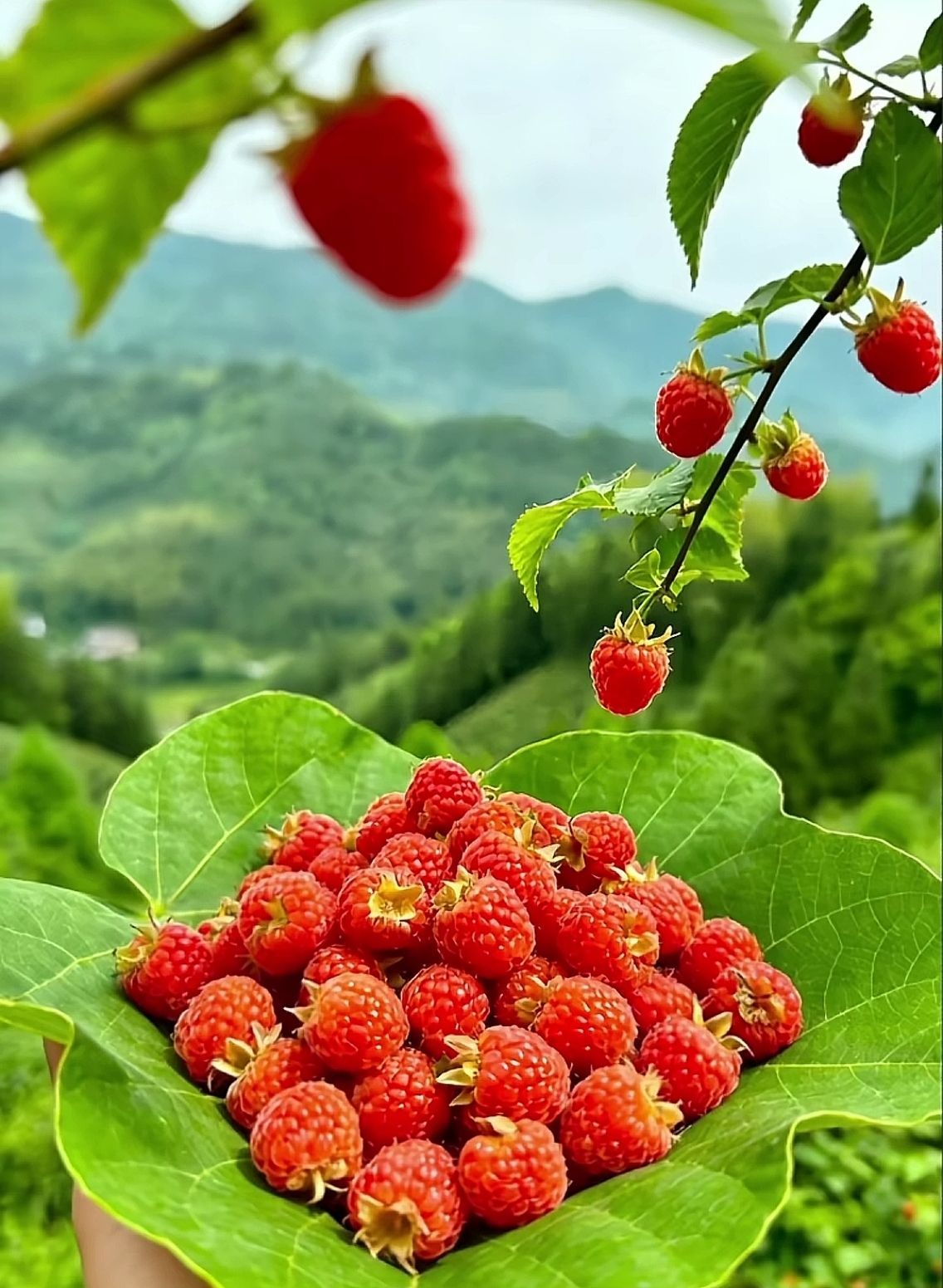 小玲儿～开心就好主播图片