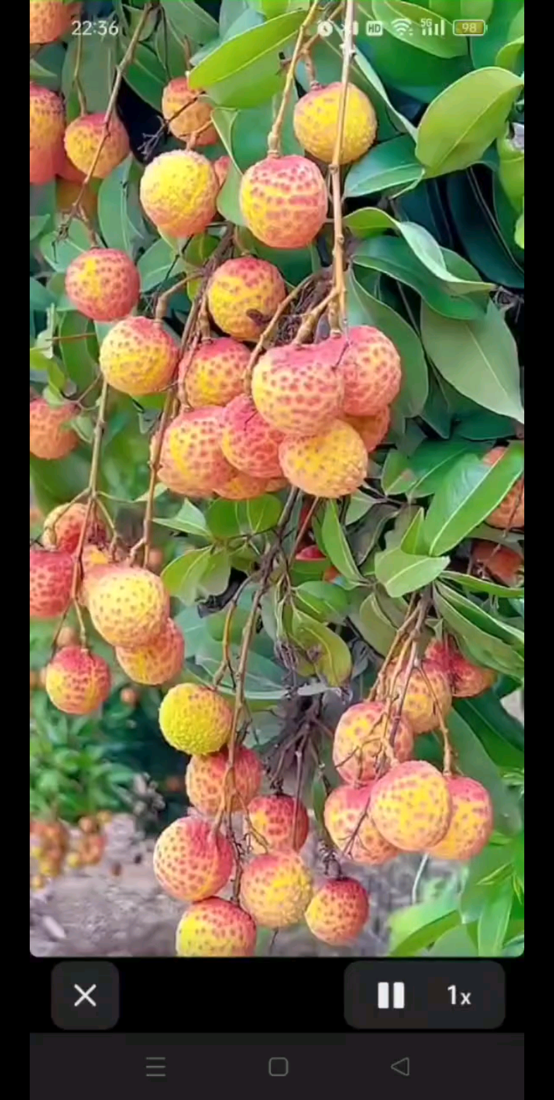 甜甜小荔枝