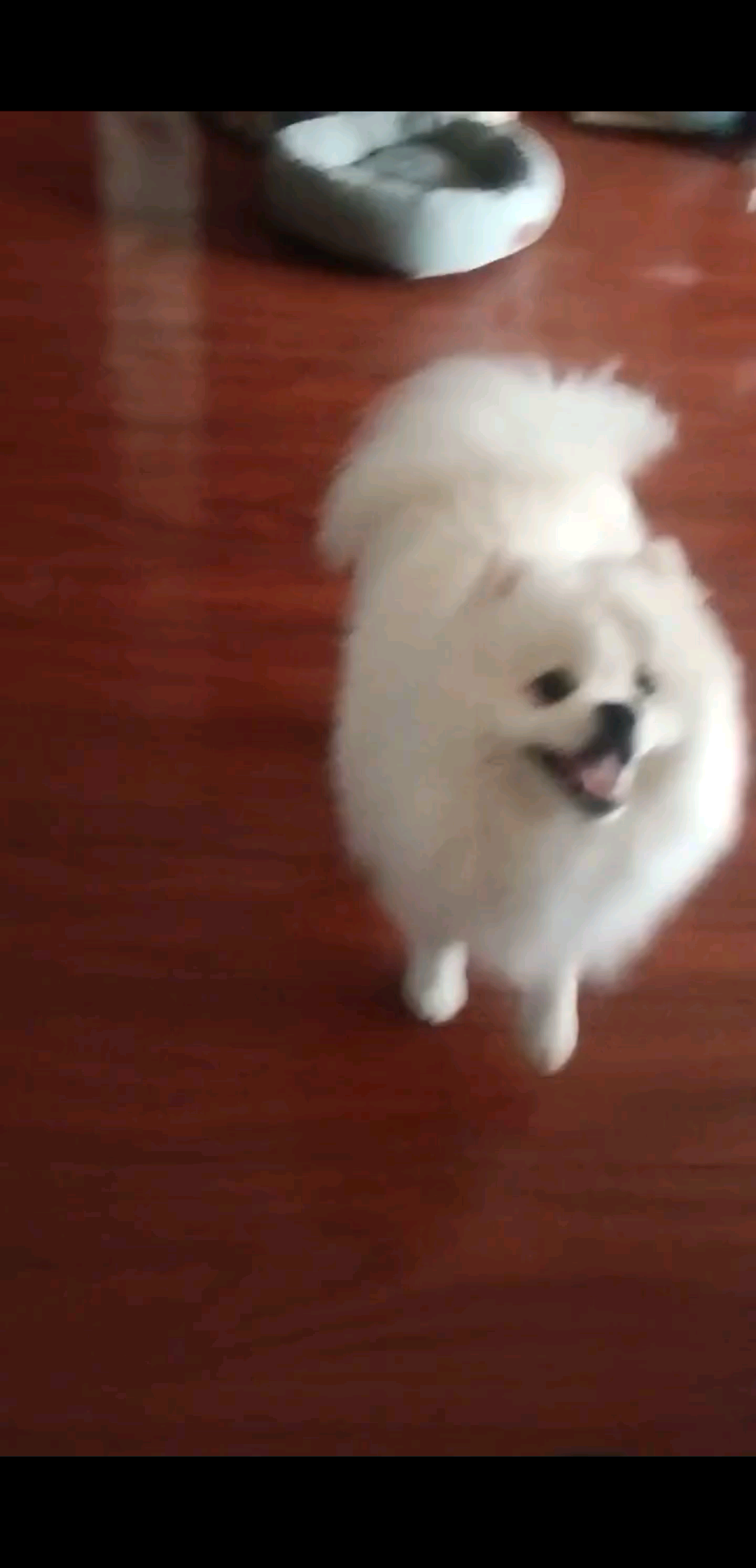 想小狗狗了/哭
