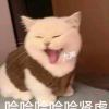 爱你并非片言只语