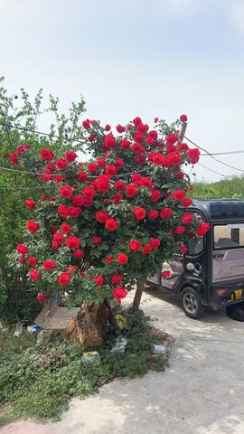 宝莉吖的图片