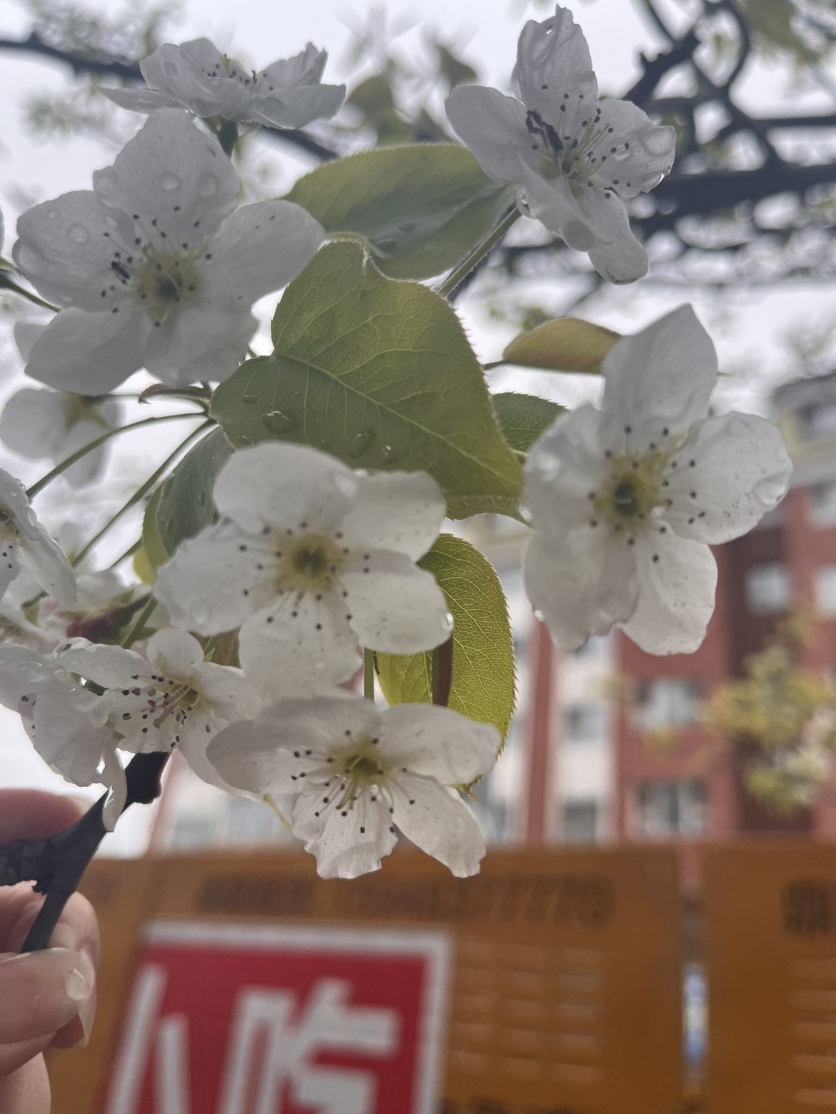 🦎晚晚彩礼三头猪.主播图片