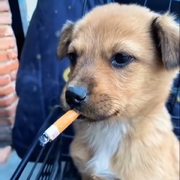 腰子老好了的用户头像