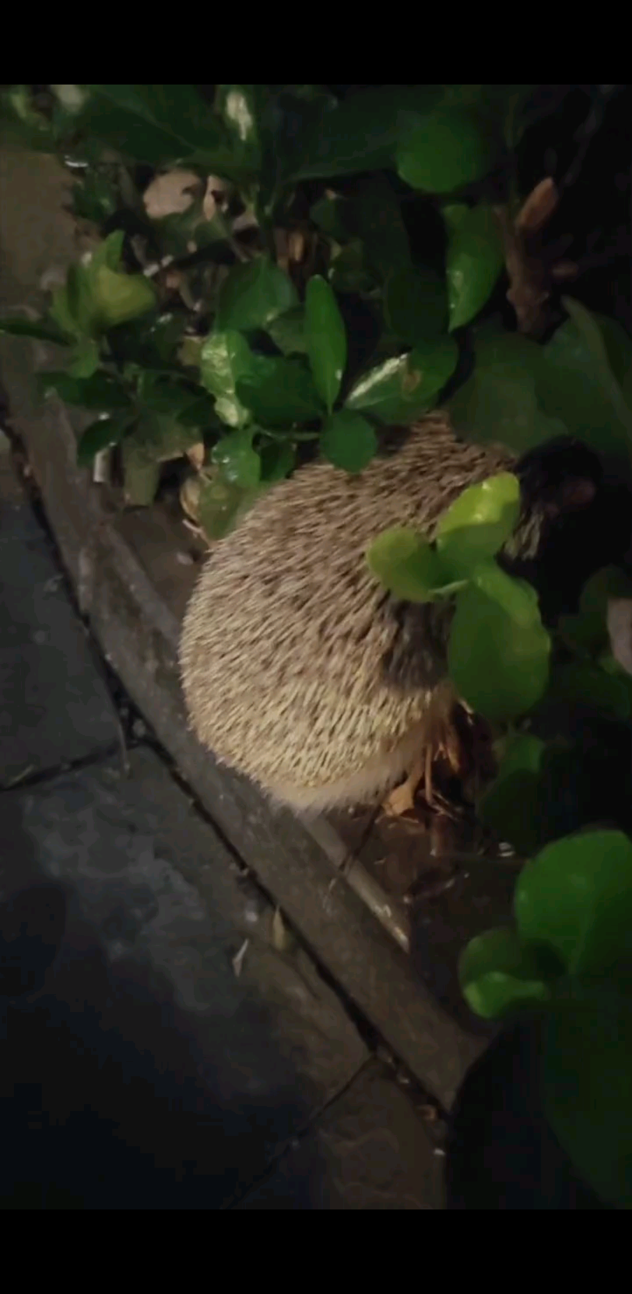在城市里见到刺猬，把