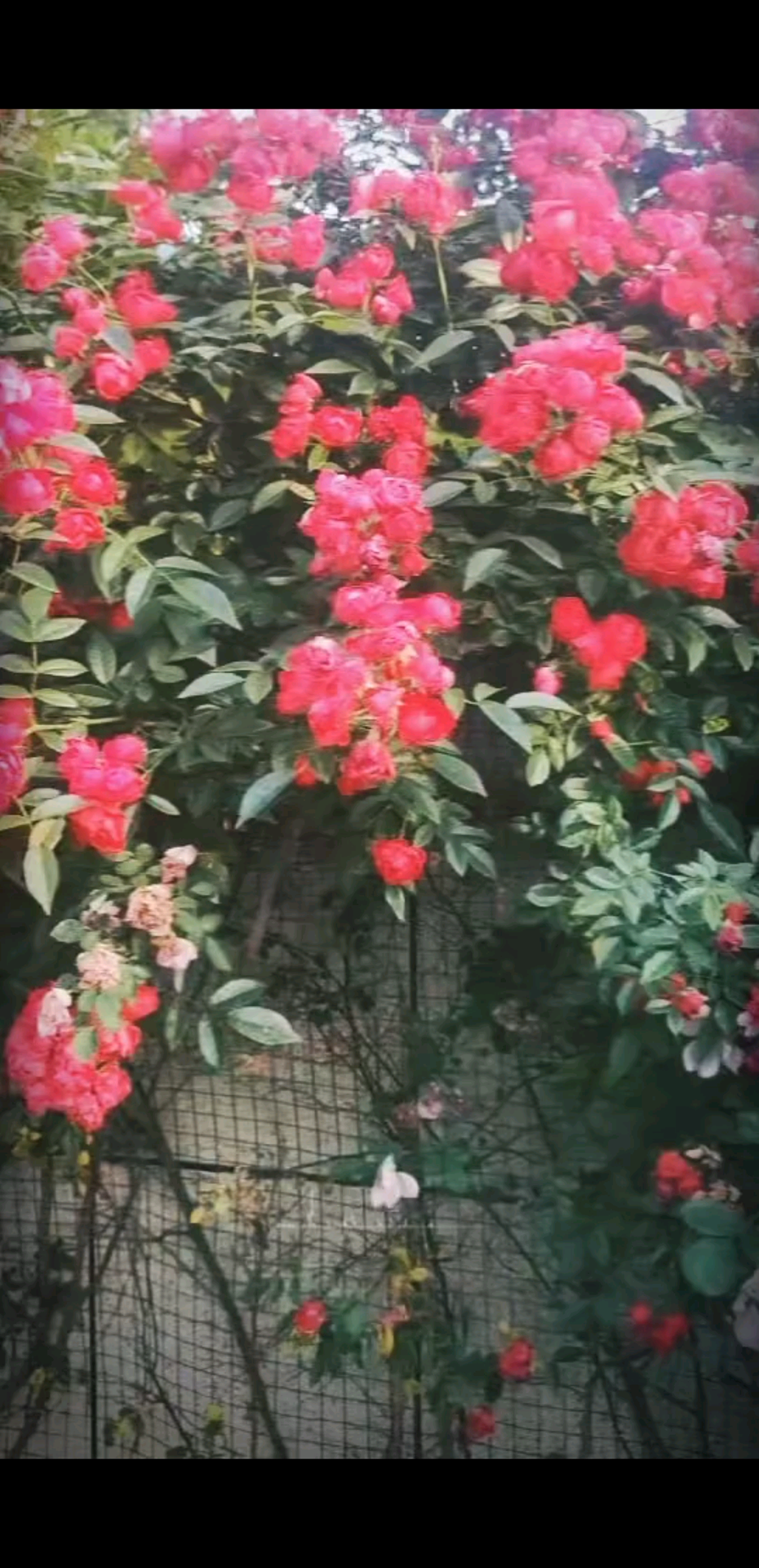 观看6次