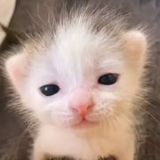 飞絮呼