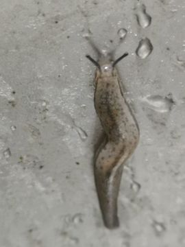 小耕🐜主播照片