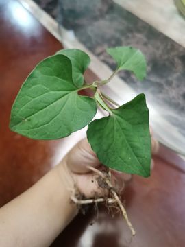 小耕🐜主播照片