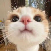 🍊豪豪🍥