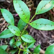 🌿壹叶漆刺🌿的头像