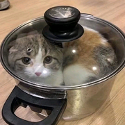 小南妹（5个徒弟）