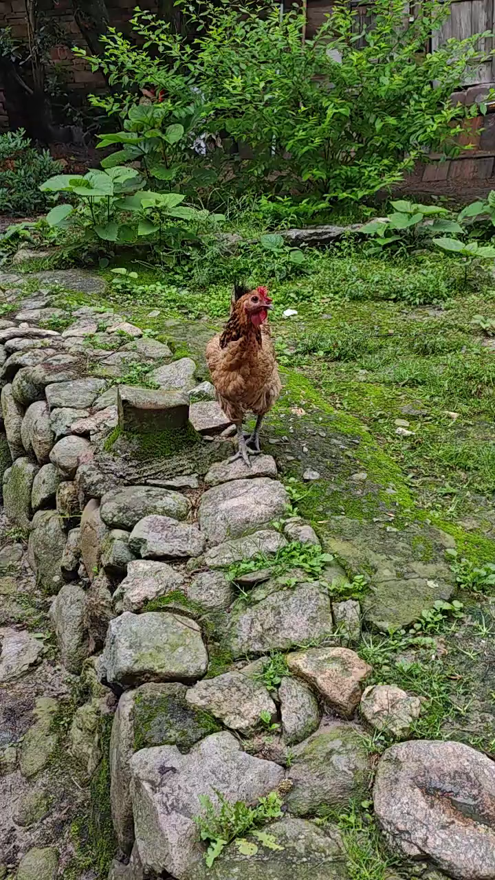 不知道这只鸡被谁踢了