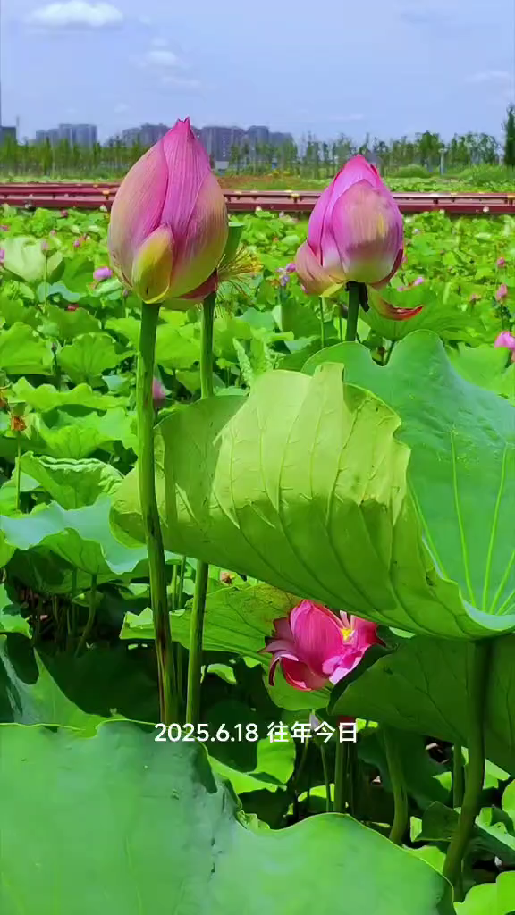 端午节安康❤️