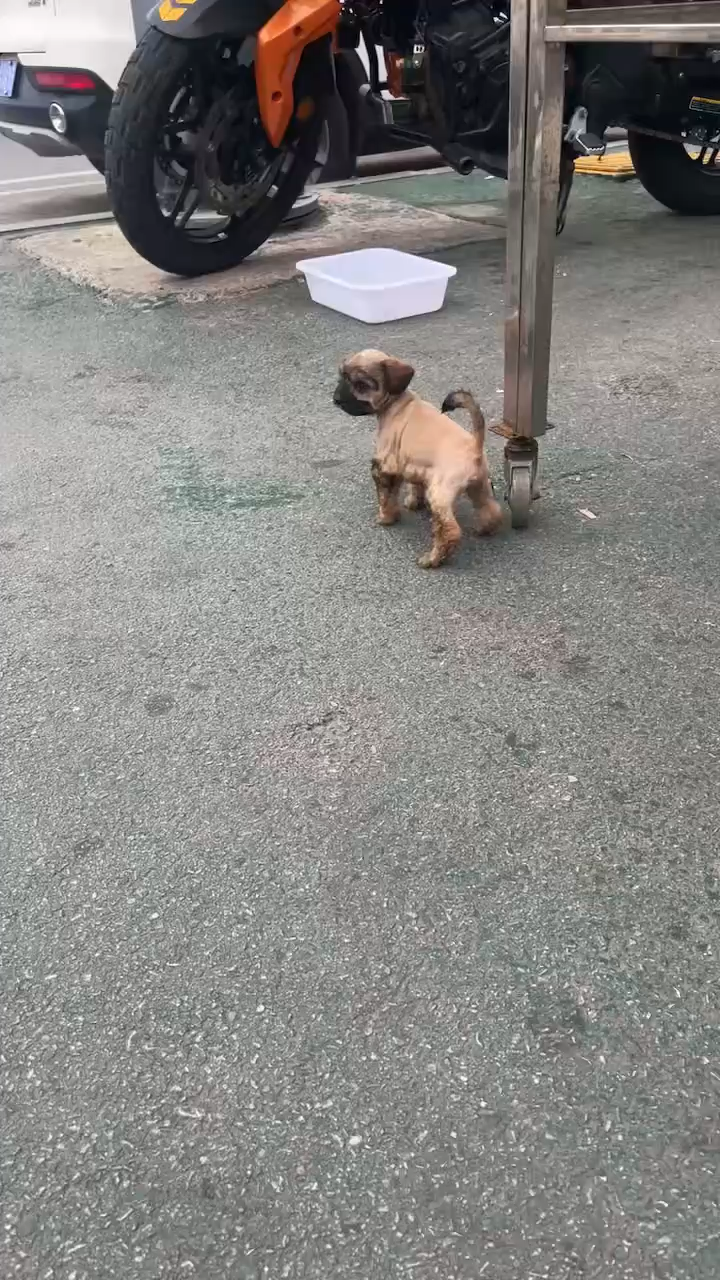 今日份治愈，是修勾给
