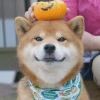 。g$xd