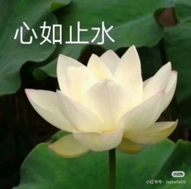 叮叮猫🐾想升级的图片