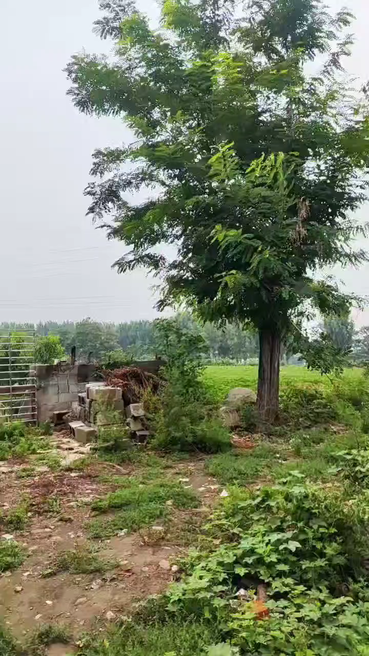 昔日户外过的地方树除