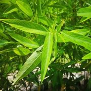 哭泣的跳舞草