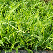 地皮菜炒鸡蛋？