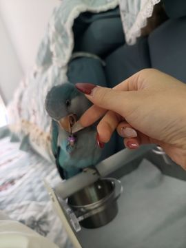 ❤️紫煊旺旺旺❤️主播照片
