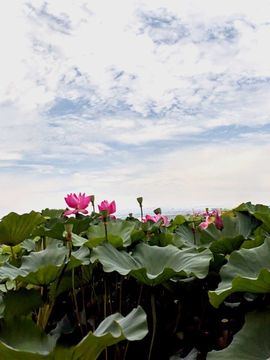 天王盖地虎虎044主播照片