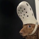 🦈⁰⁶