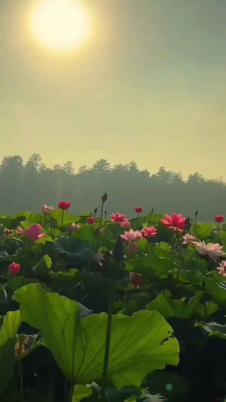 🍀🍀你永远猜不到生活