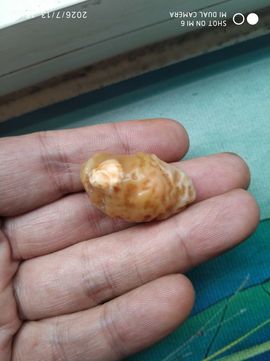 杀止若的图片