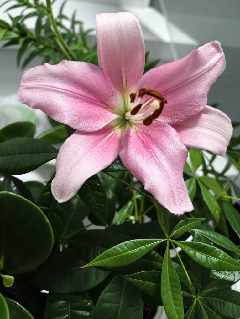 元宝儿ღ的主播照片