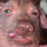 星星🐷