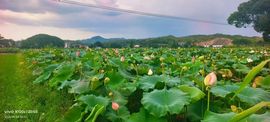 河南妞妞主播照片