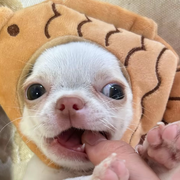 零鱼。的头像