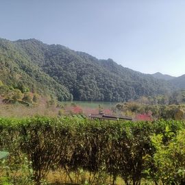 东恋茶的图片