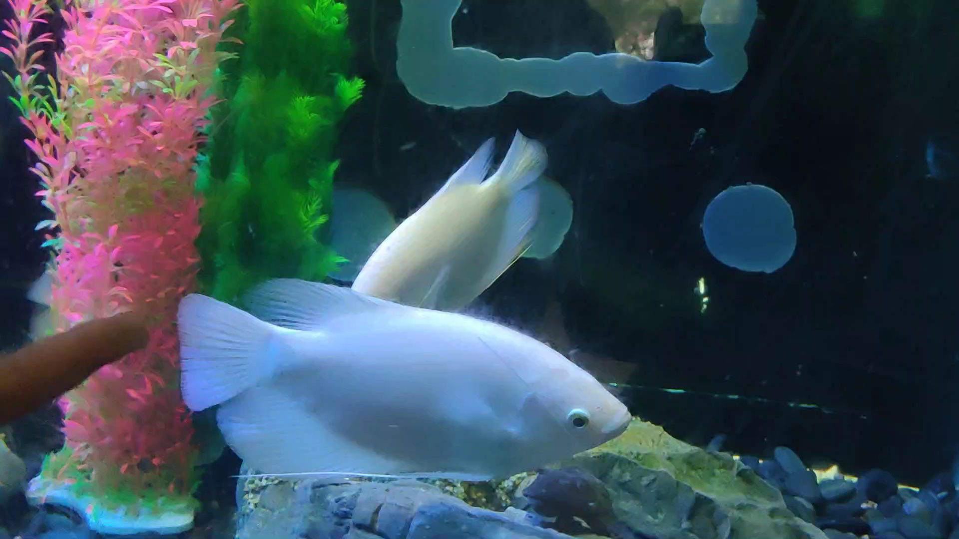 美鱼🐟
