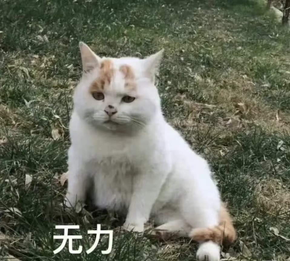 钱悦萌主🦄主播图片