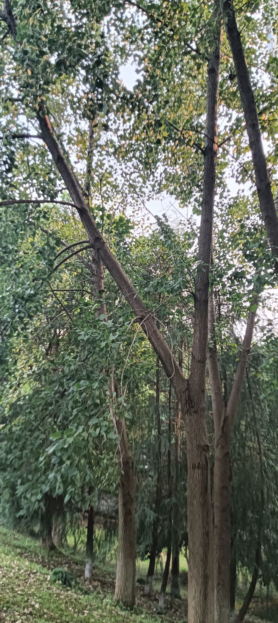 傲世_天下的主播照片