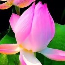荷花XSz