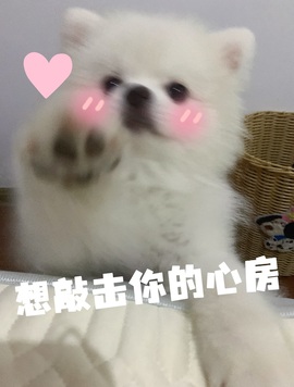 食肉小羊（休）的图片