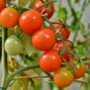 番🍅茄