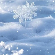 我等的不是雪！