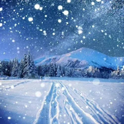 落雪青松