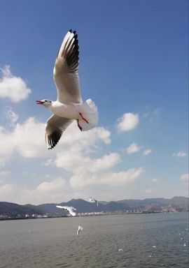 天王盖地虎虎044的图片
