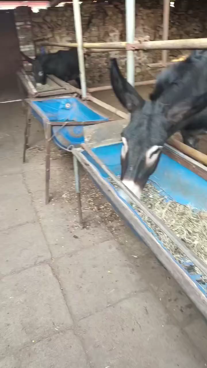 中秋节杀头驴，做次全