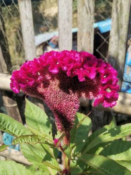 小谢农村田园生活的图片