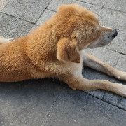 故乡的小麦