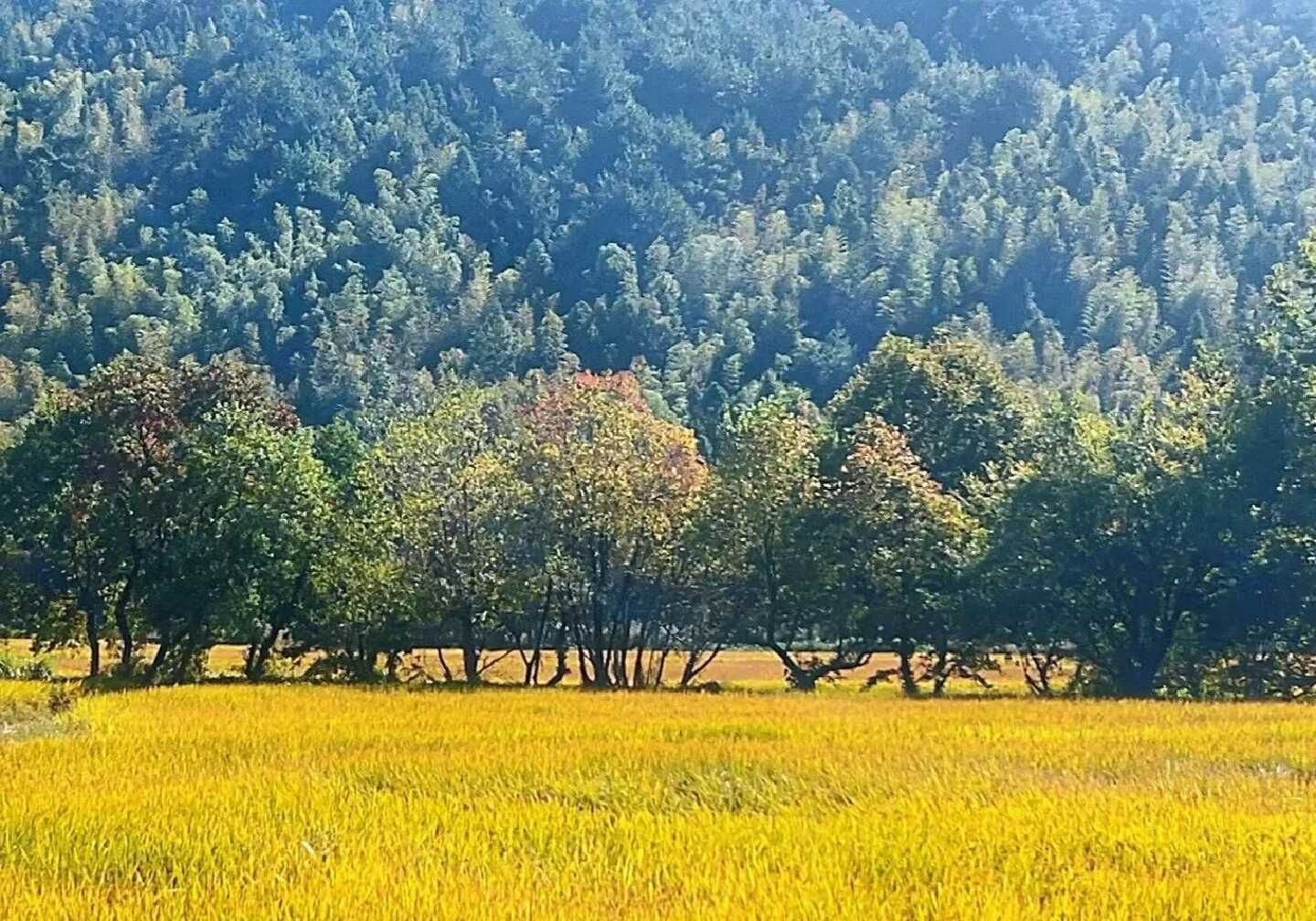 天王盖地虎虎044的主播照片