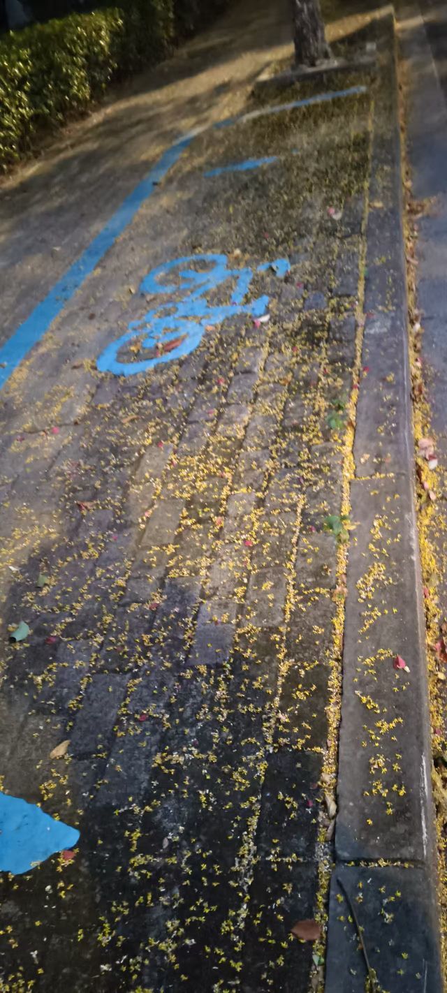 顾七七～的主播照片