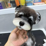 安静的小丸子🐶